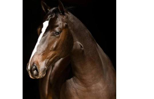 LEROY APOLLO STUD HR